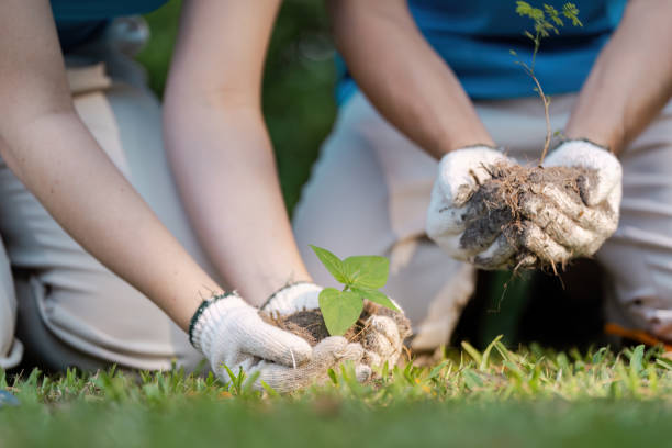 Tree plantation